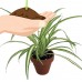 Ocean Spider Plant - 4" Clay Pot for Better Growth - Cleans the Air/Easy to Grow   